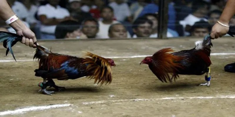 Giới thiệu sơ lược về sảnh trực tiếp đá gà KING33