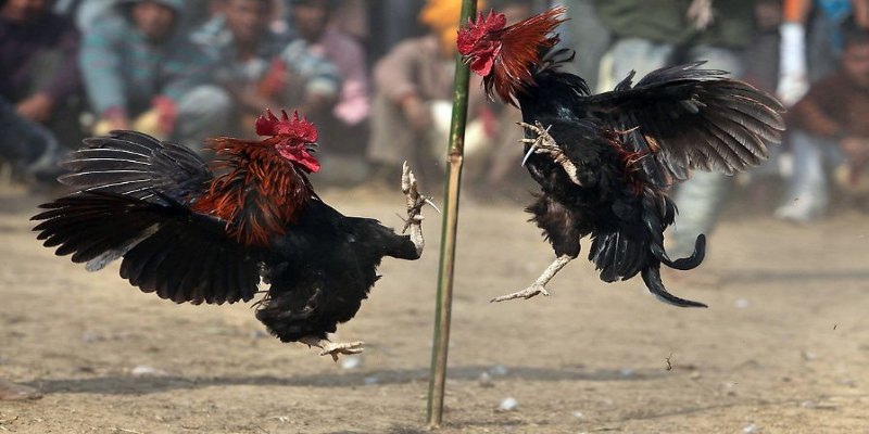 Những dòng thường góp mặt ở trận đấu