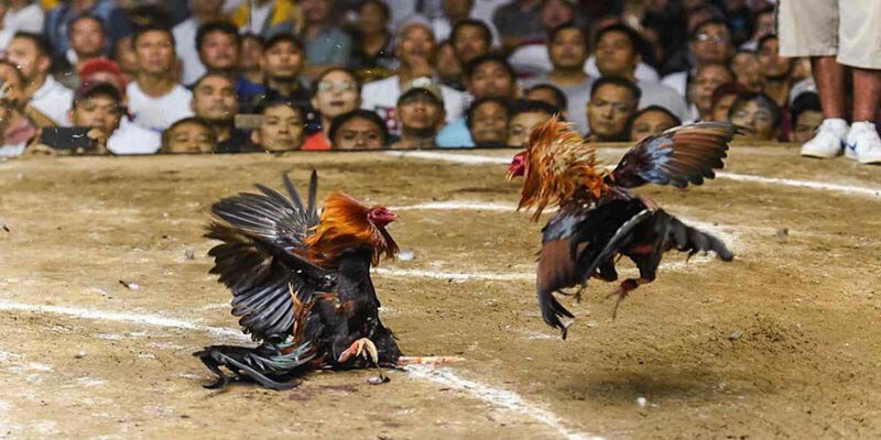 Sảnh AOG đá gà KING33 cung cấp loạt trận đấu hay