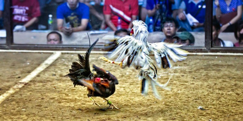 Vài điều cần biết về trường gà campuchia KING33
